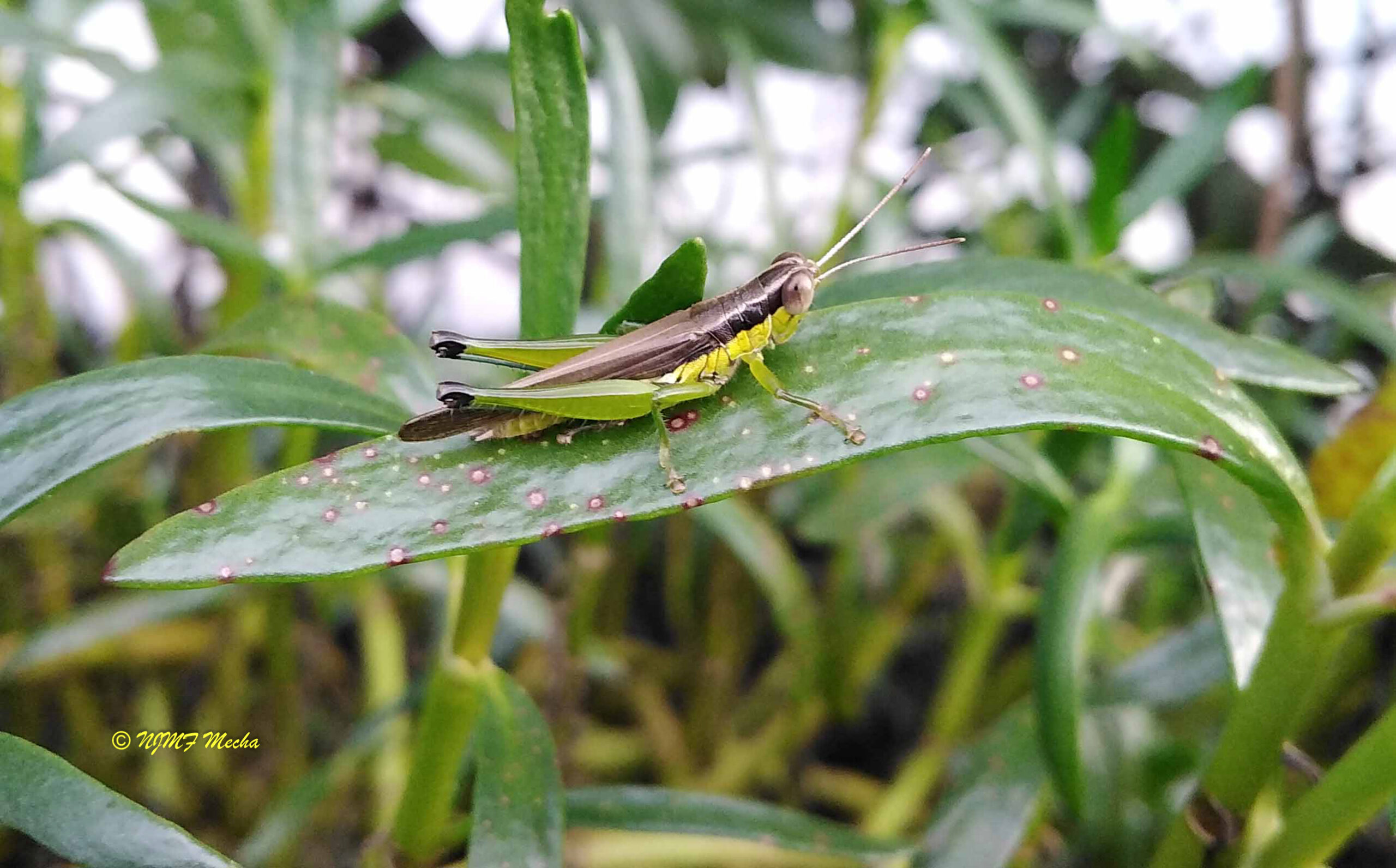 Omocestus viridulus