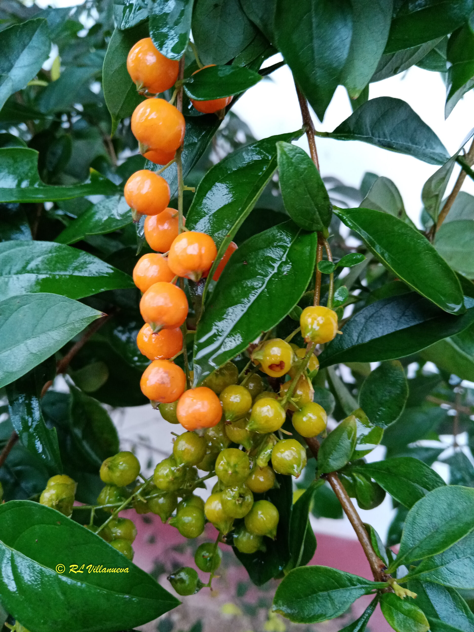 Duranta erecta