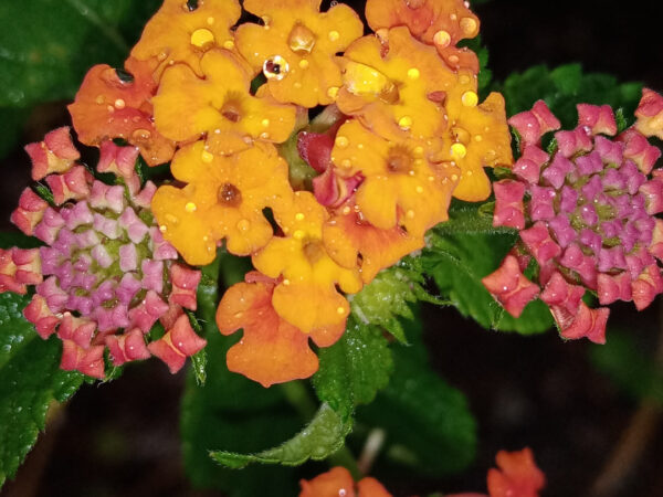 Lantana camara
