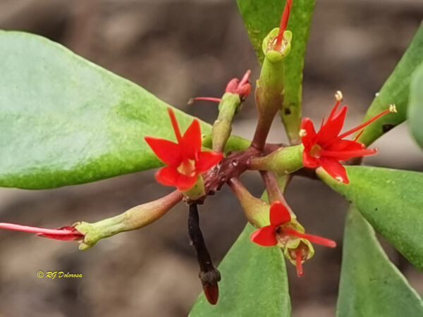 Lumnitzera littorea