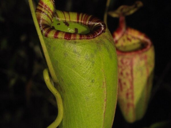 Nepenthes deaniana