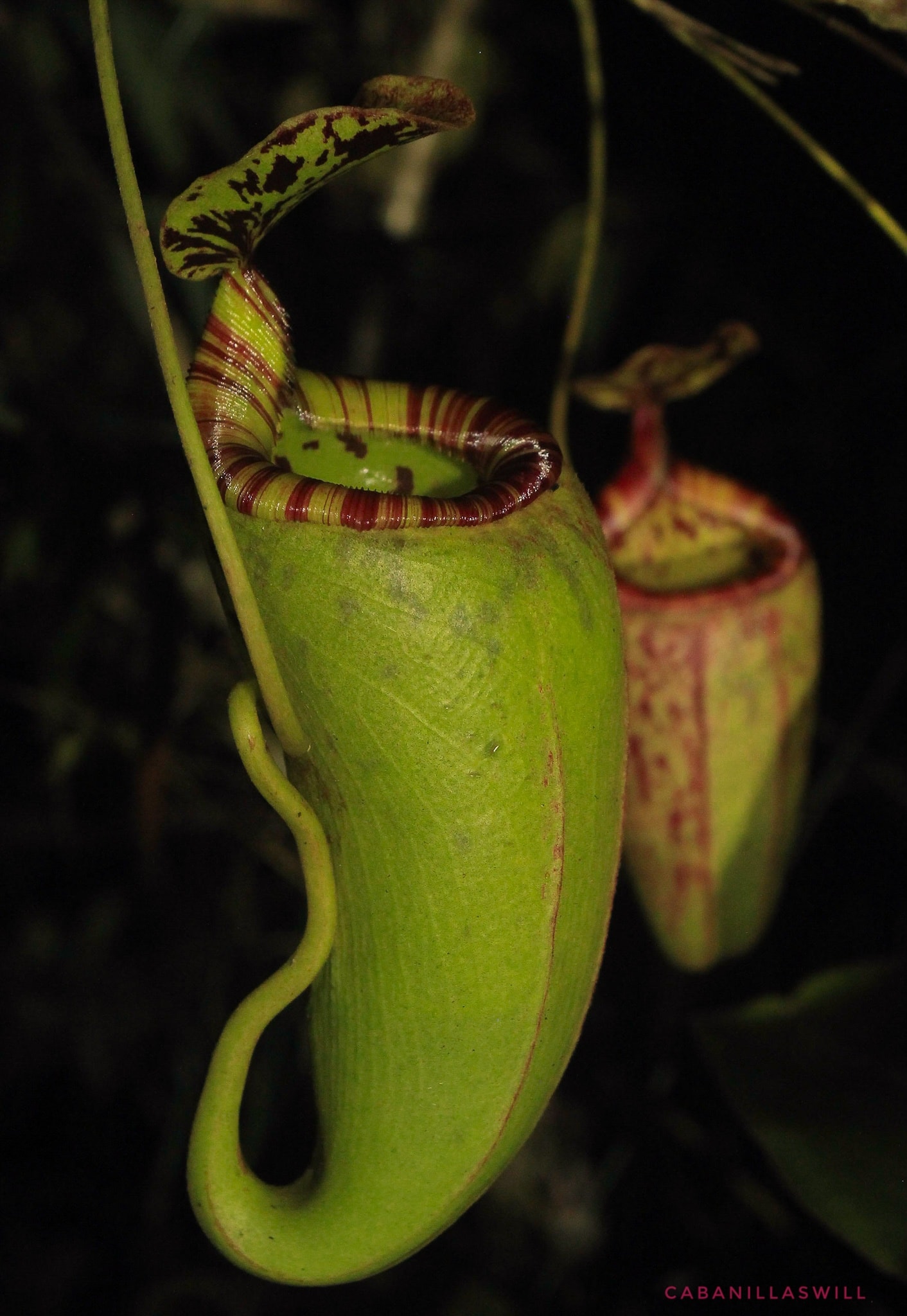 Nepenthes deaniana