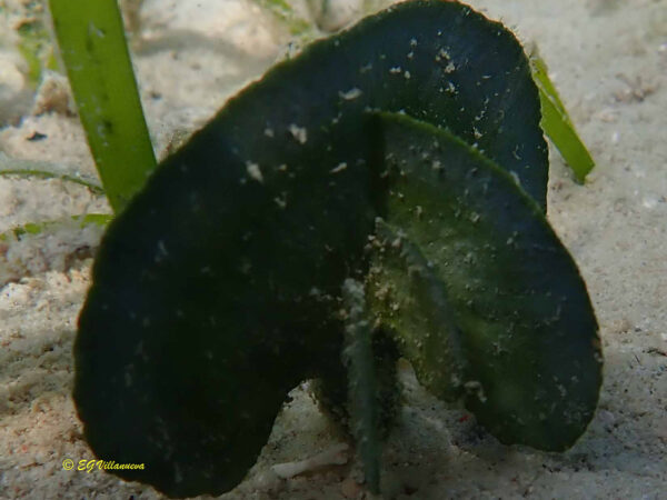 Udotea sp.