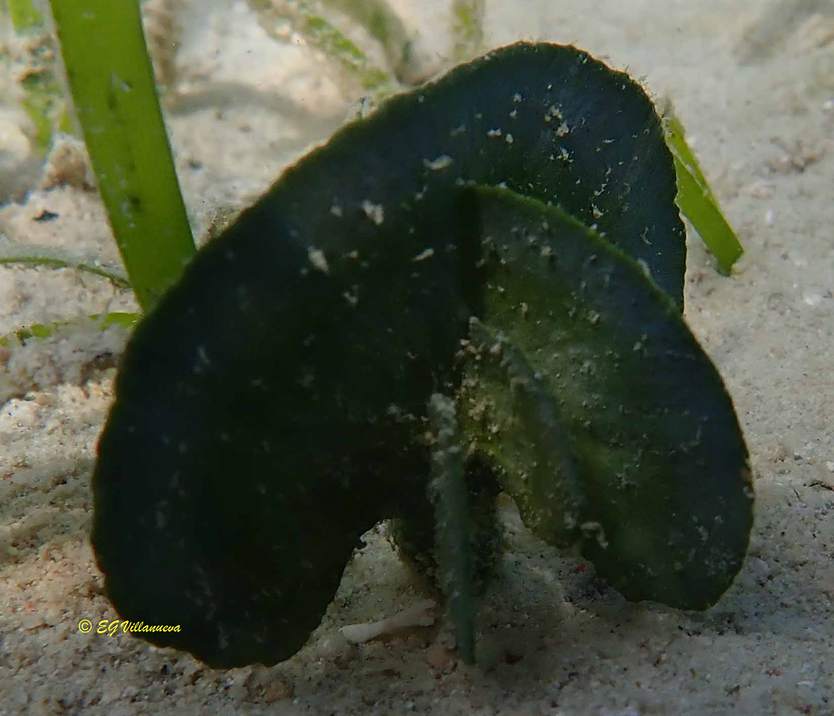 Udotea sp.