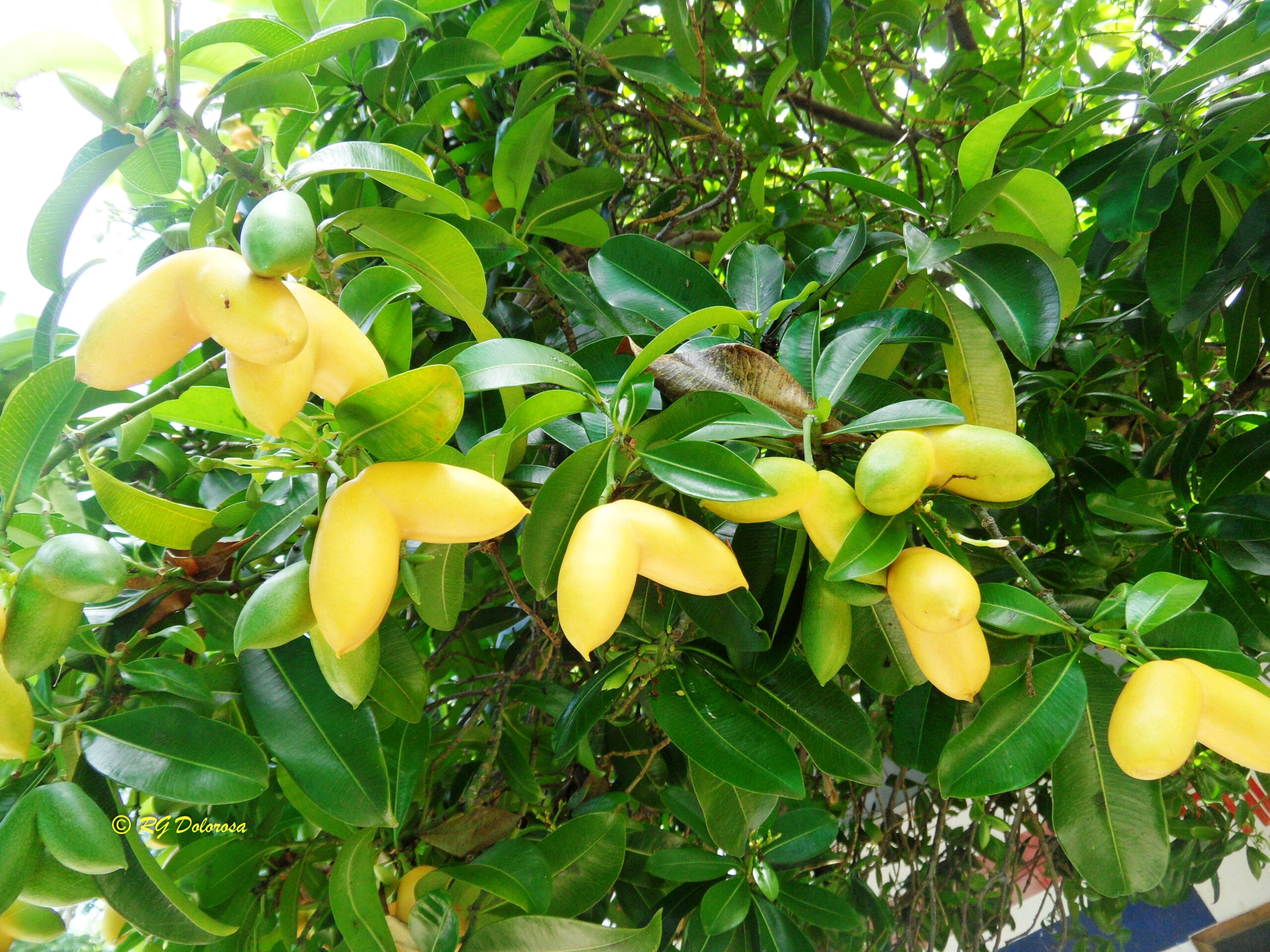 Tabernaemontana sp.