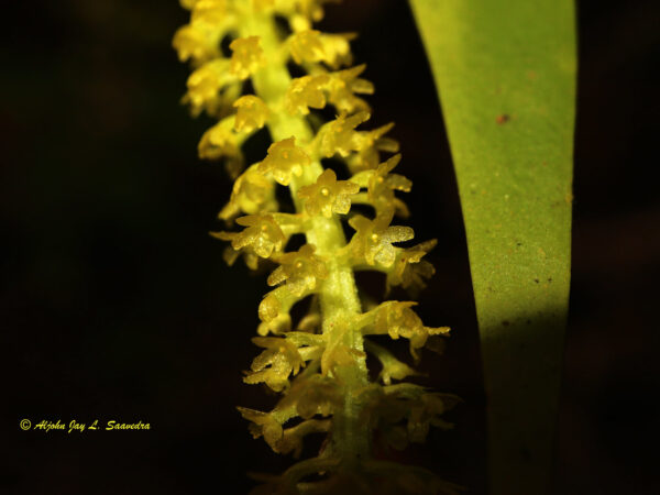 Oberonia serrulata
