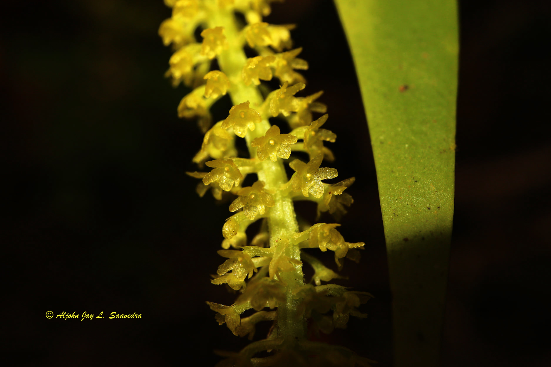 Oberonia serrulata