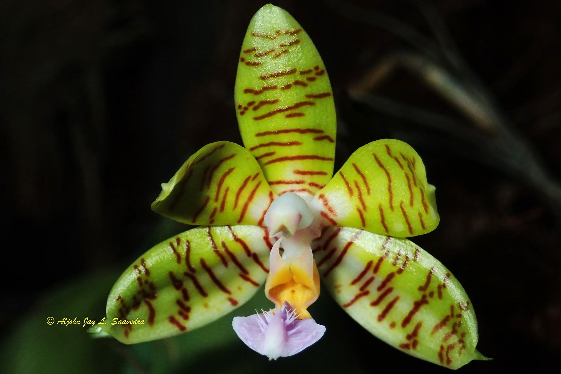 Phalaenopsis reichenbachiana