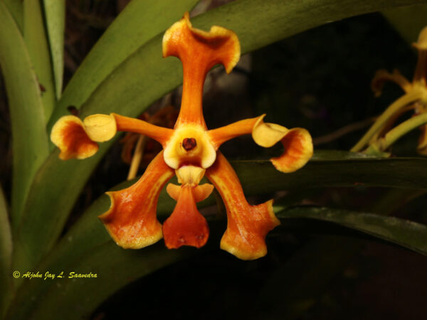 Vanda cootesii