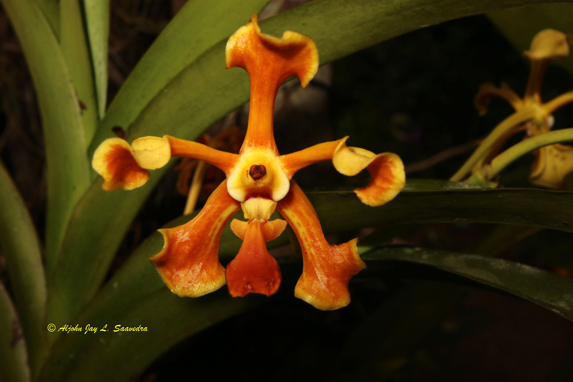Vanda cootesii