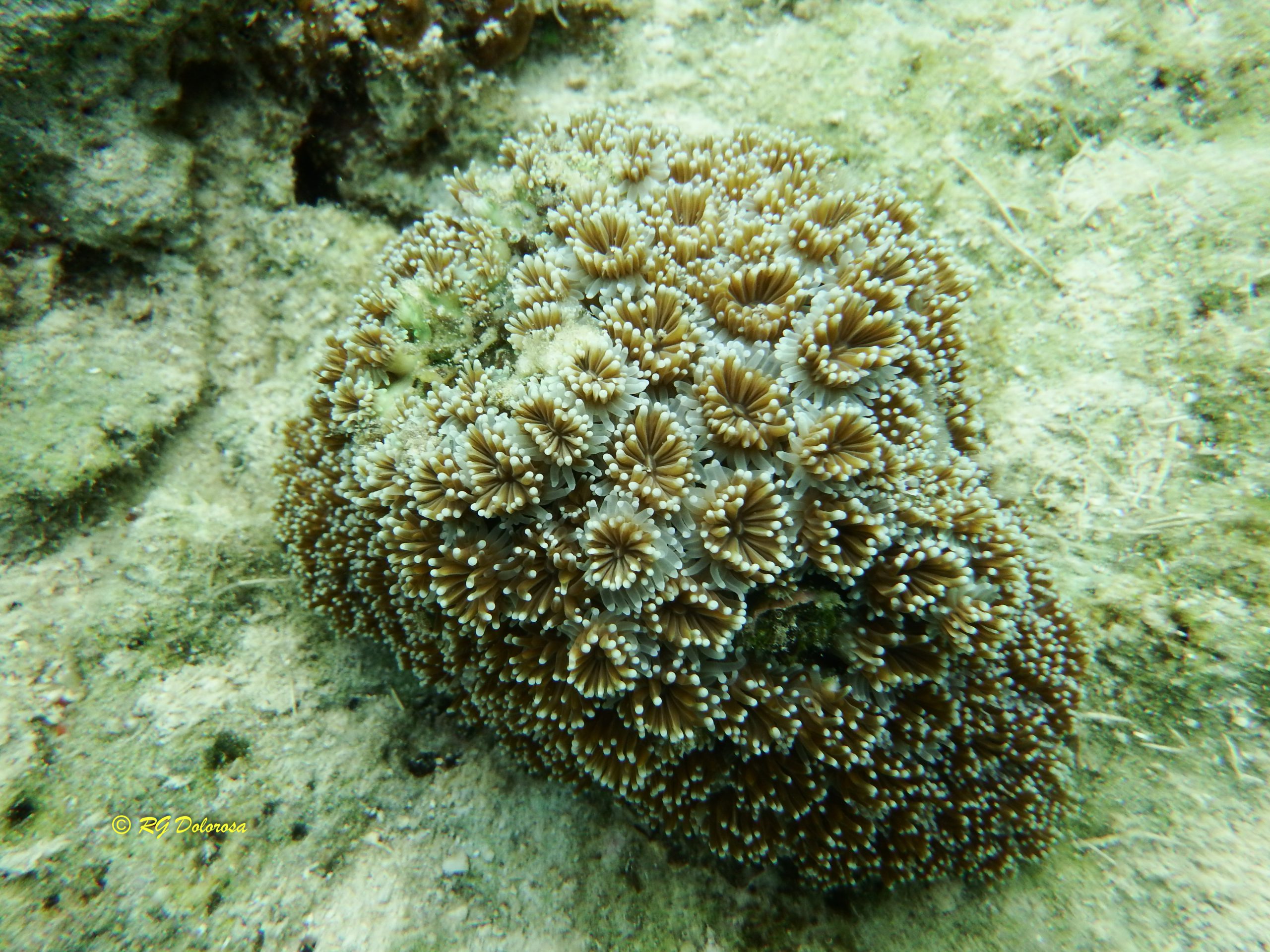 Galaxea fascicularis cf.