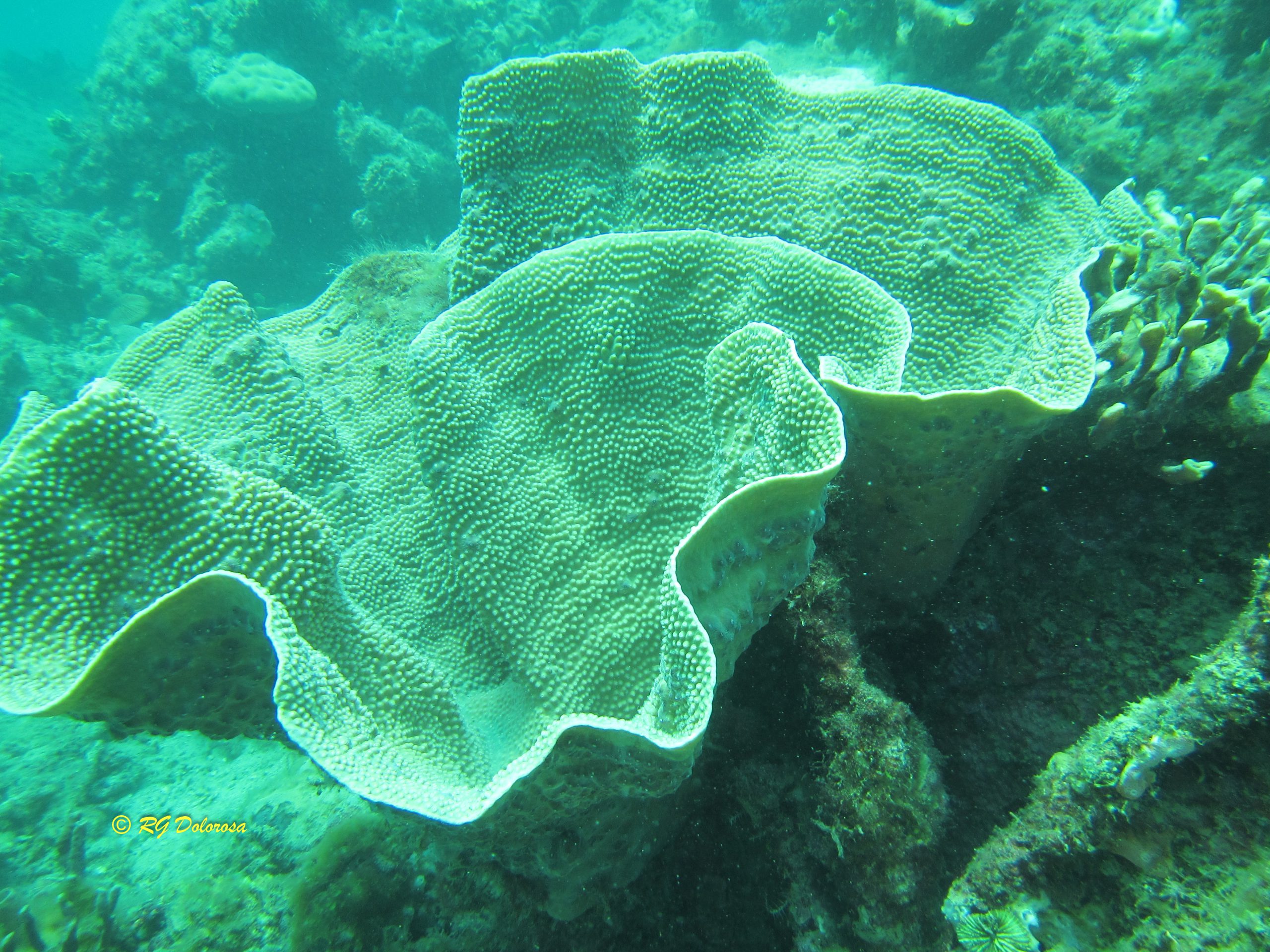 Turbinaria sp.