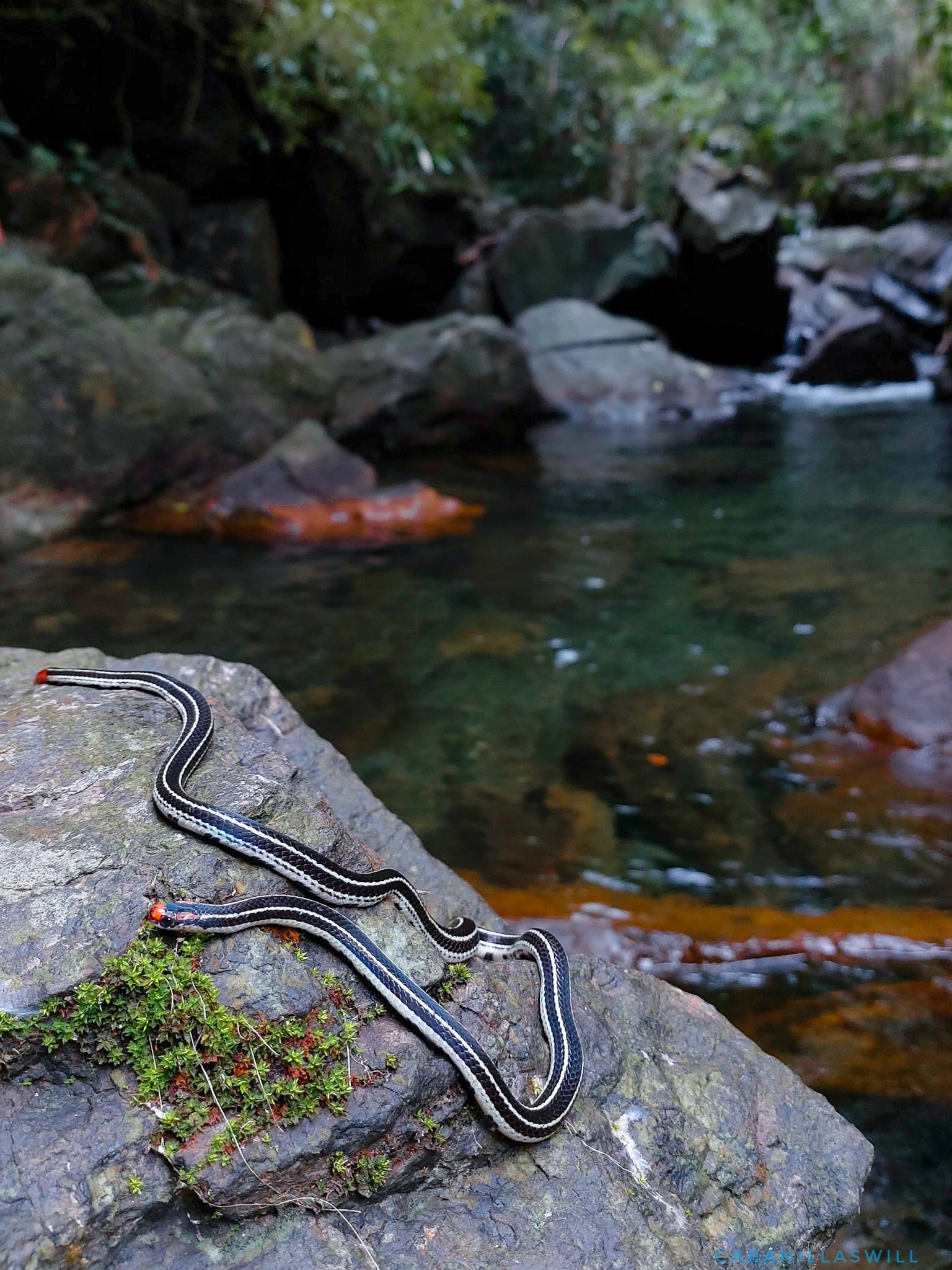 Calliophis bilineata