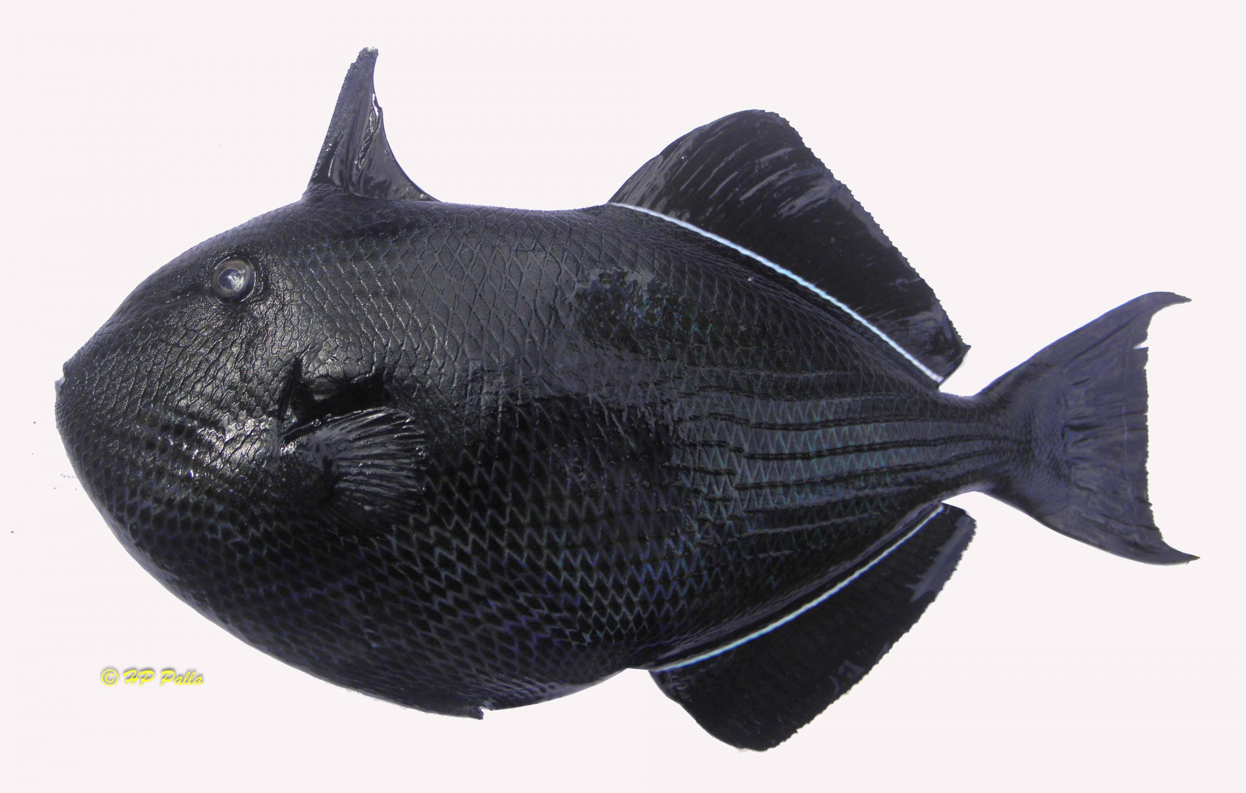 Melichthys niger
