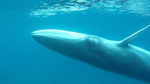 Balaenoptera omurai