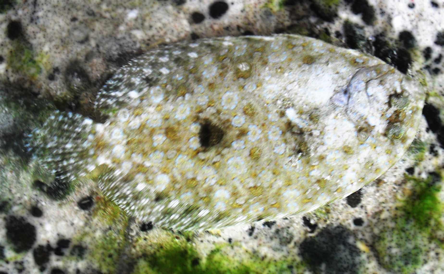 Bothus mancus