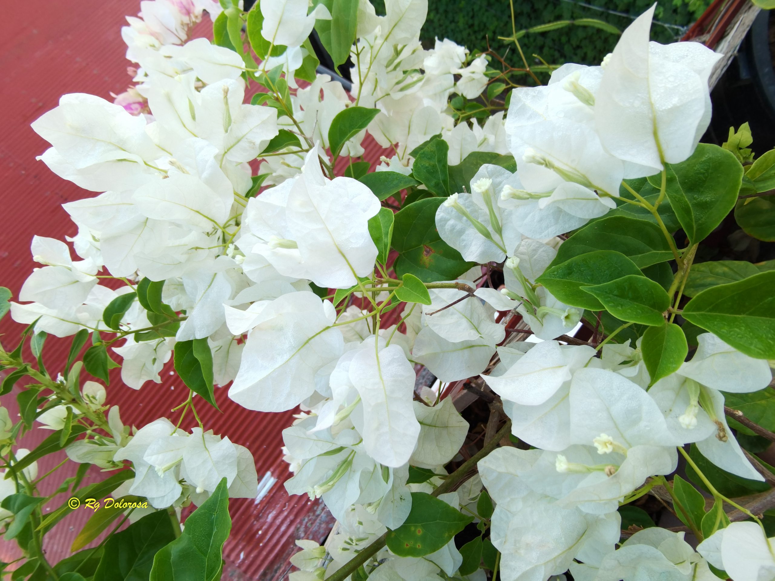 Bougainvillea spectabilis