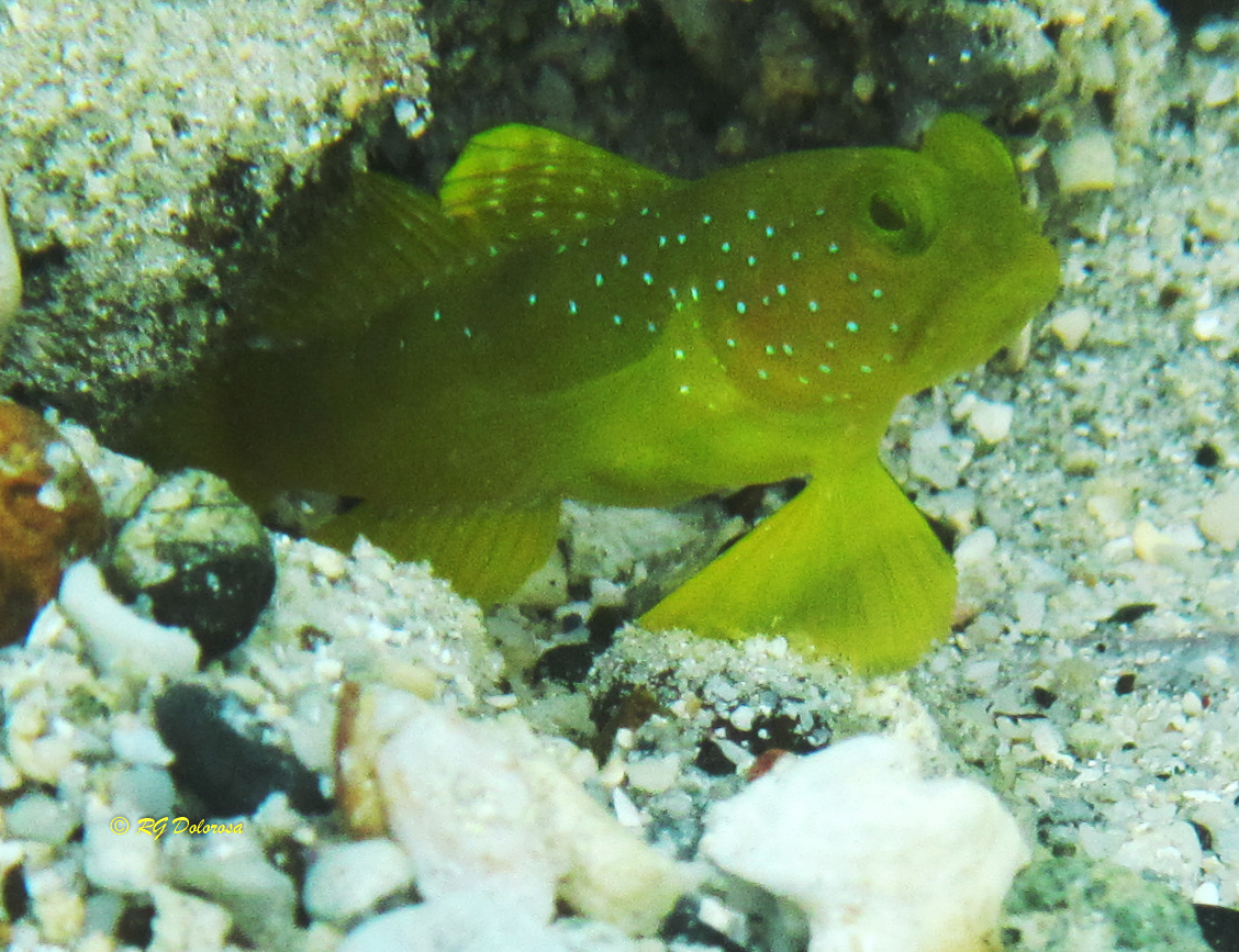 Cryptocentrus sericus
