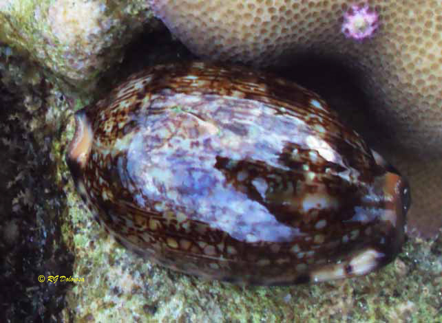 Mauritia arabica