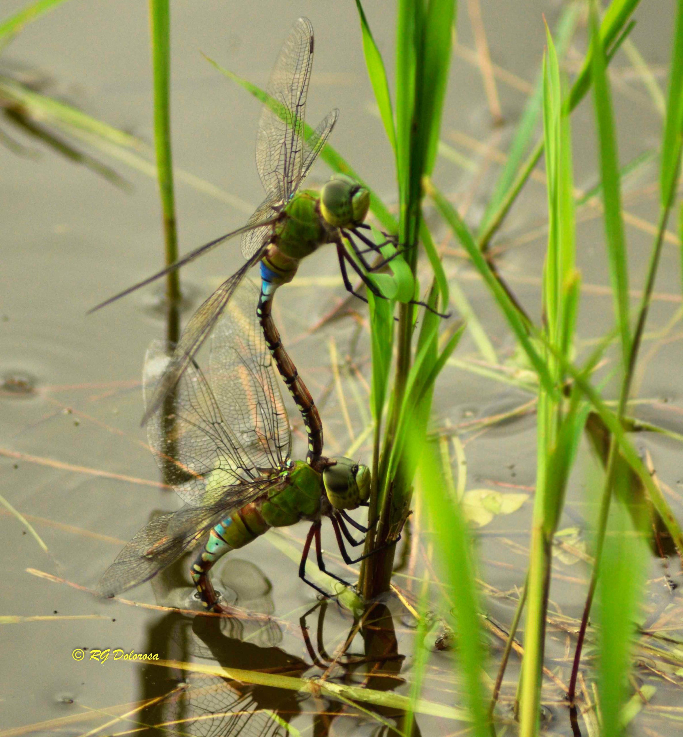 Orthetrum sp.