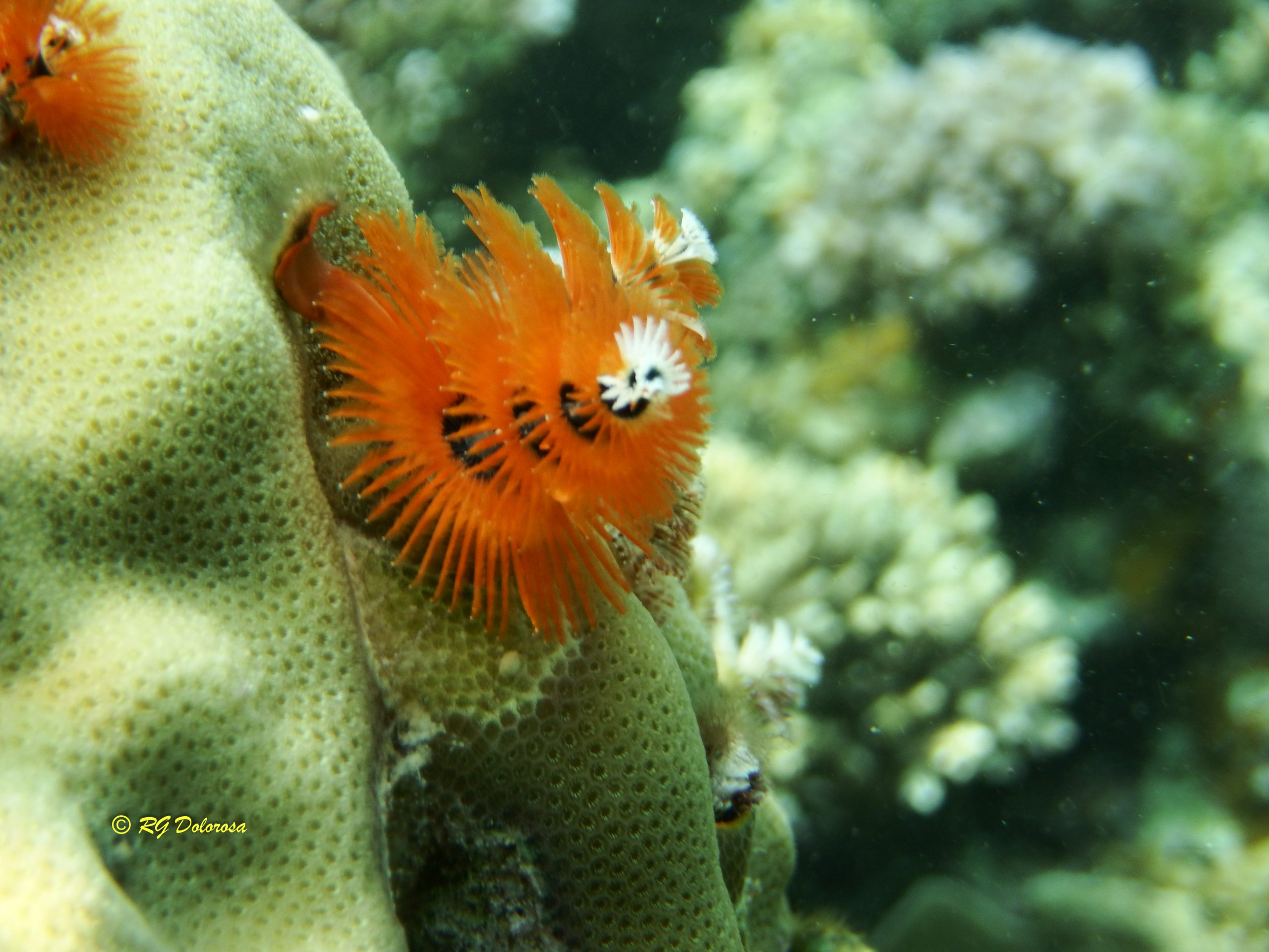 Spirobranchus giganteus