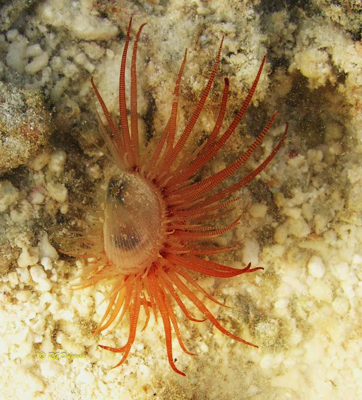 Scallop
