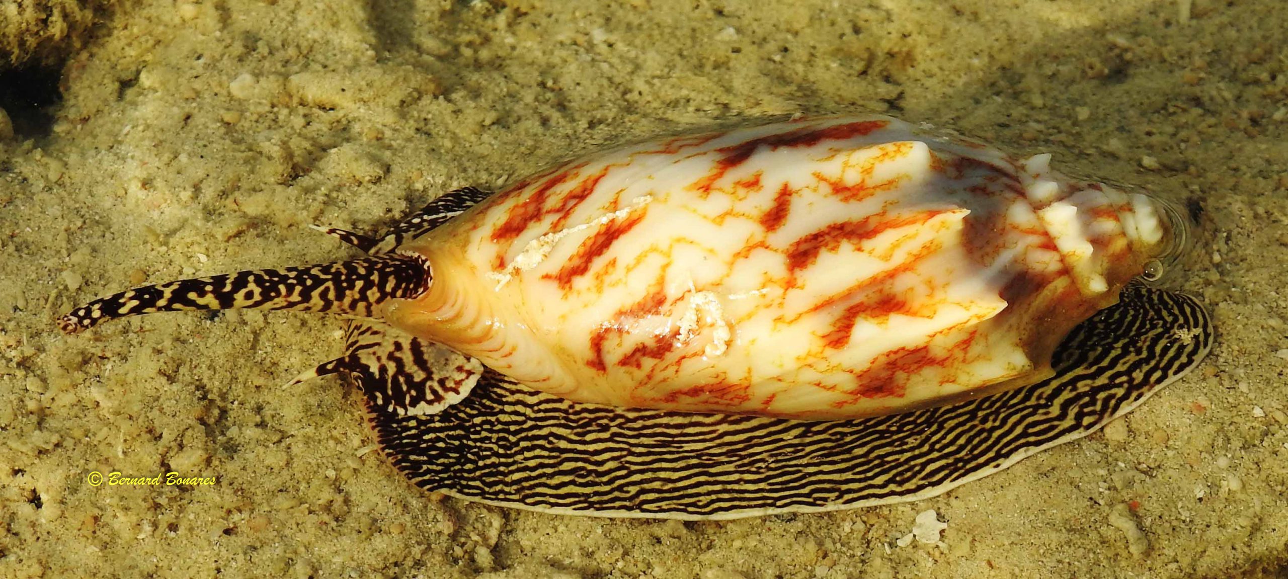 Cymbiola vespertilio