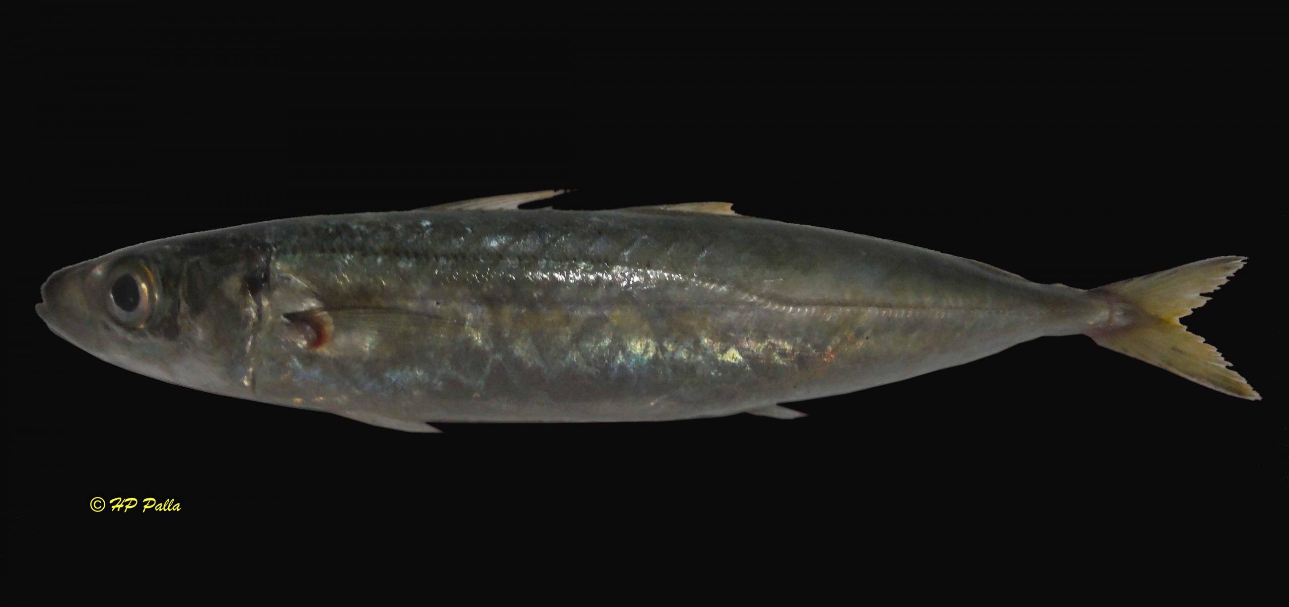 Decapterus macrosoma