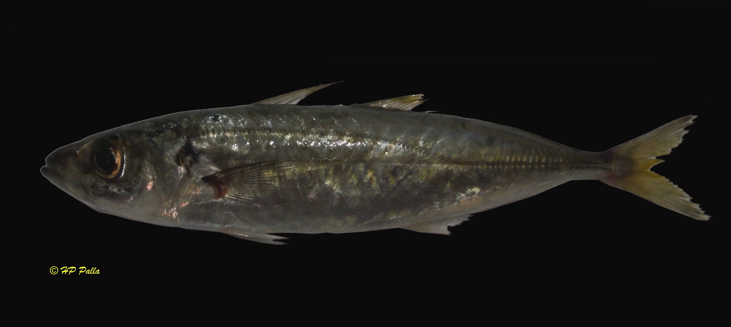 Decapterus russelli
