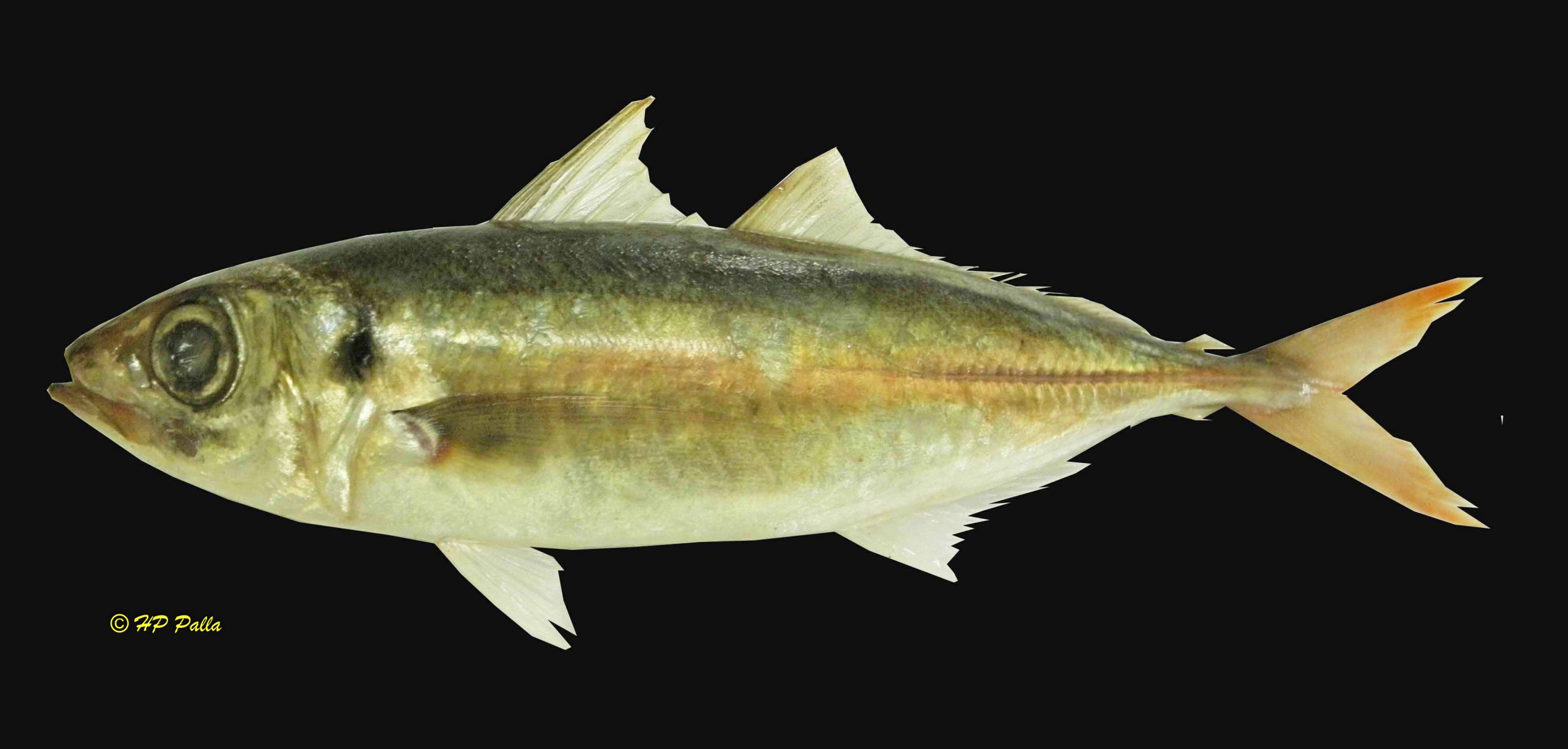 Decapterus tabi