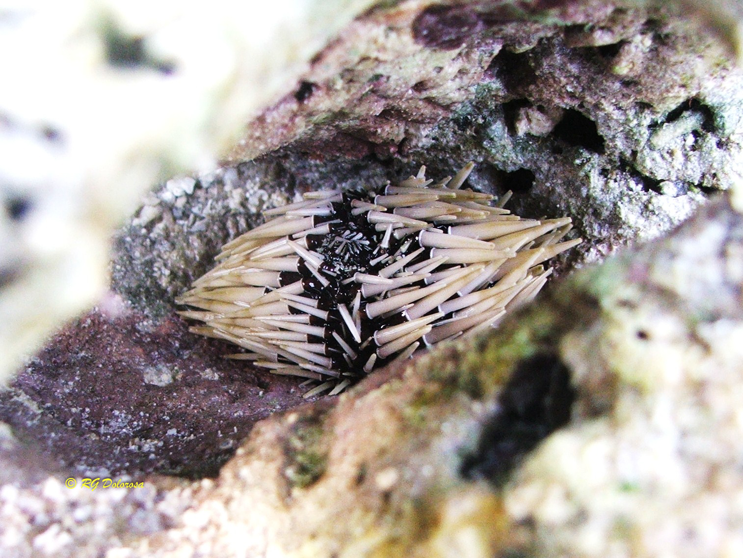 Echinometra mathaei