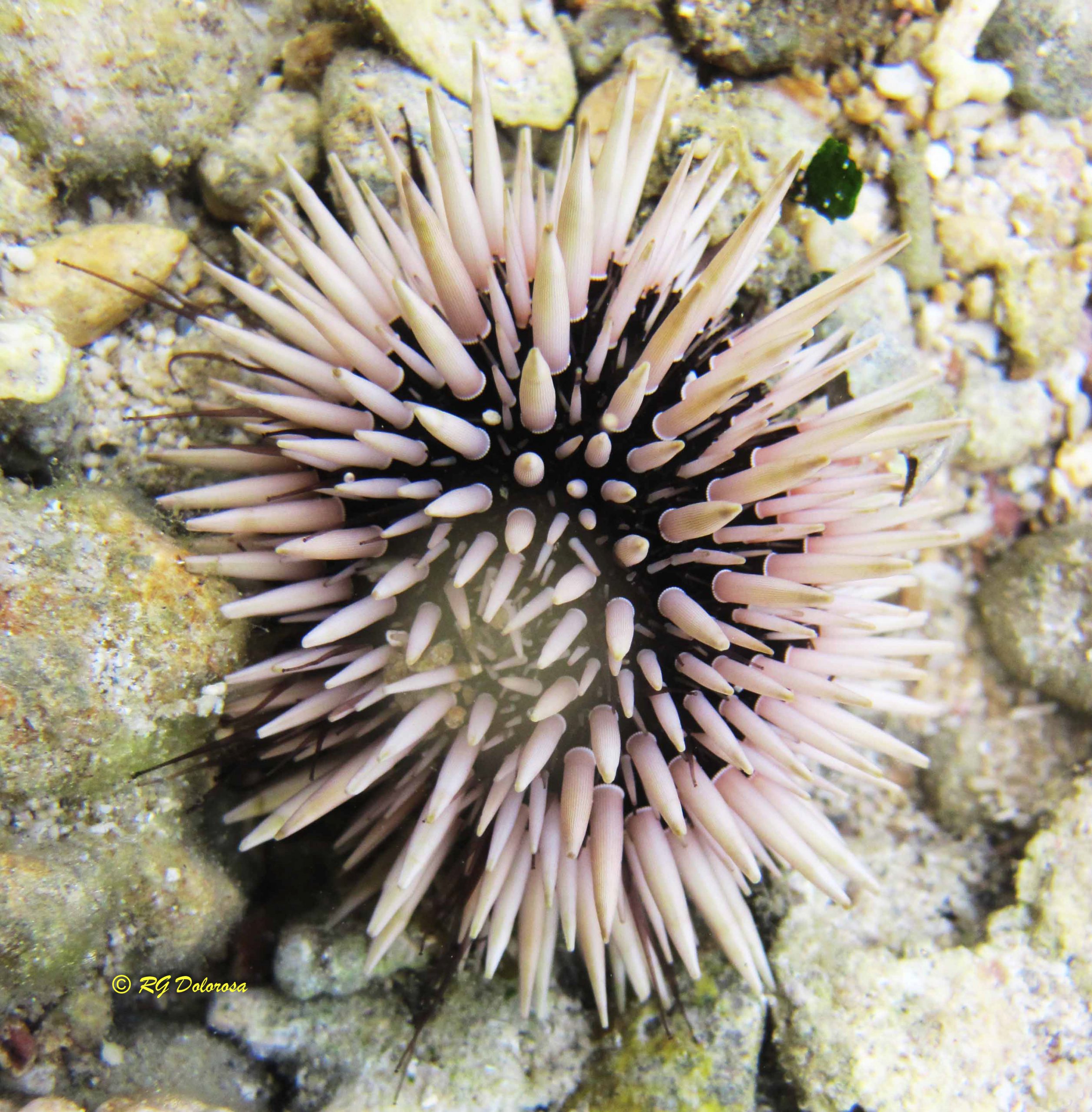 Echinometra mathaei