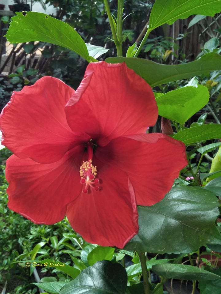 Hibiscus rosa-sinensis