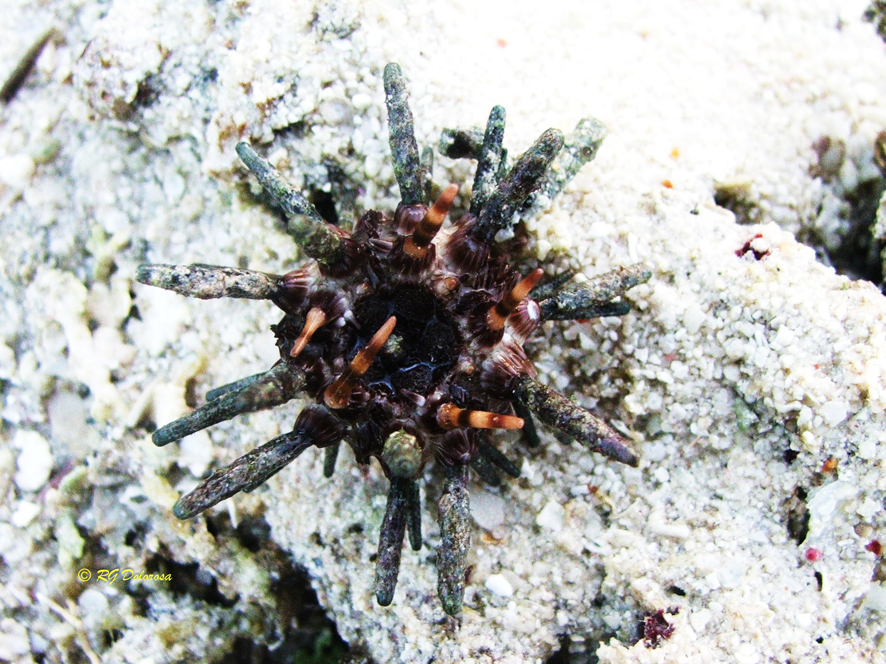 Eucidaris metularia