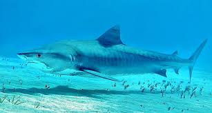 Galeocerdo cuvier