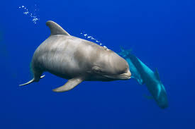 Globicephala macrorhynchus