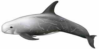 Grampus griseus