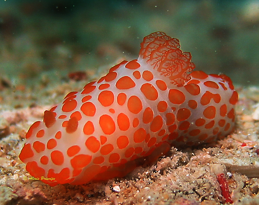 Gymnodoris rubropapulosa