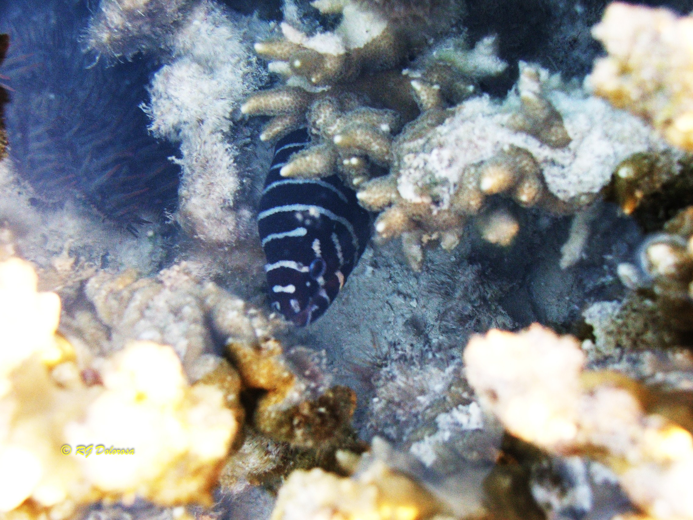 Gymnomuraena zebra