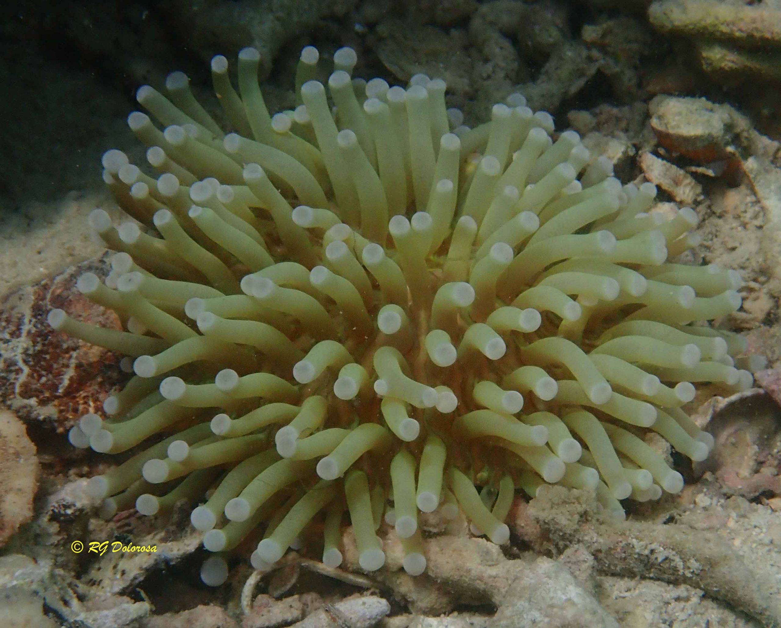 Heliofungia actiniformis