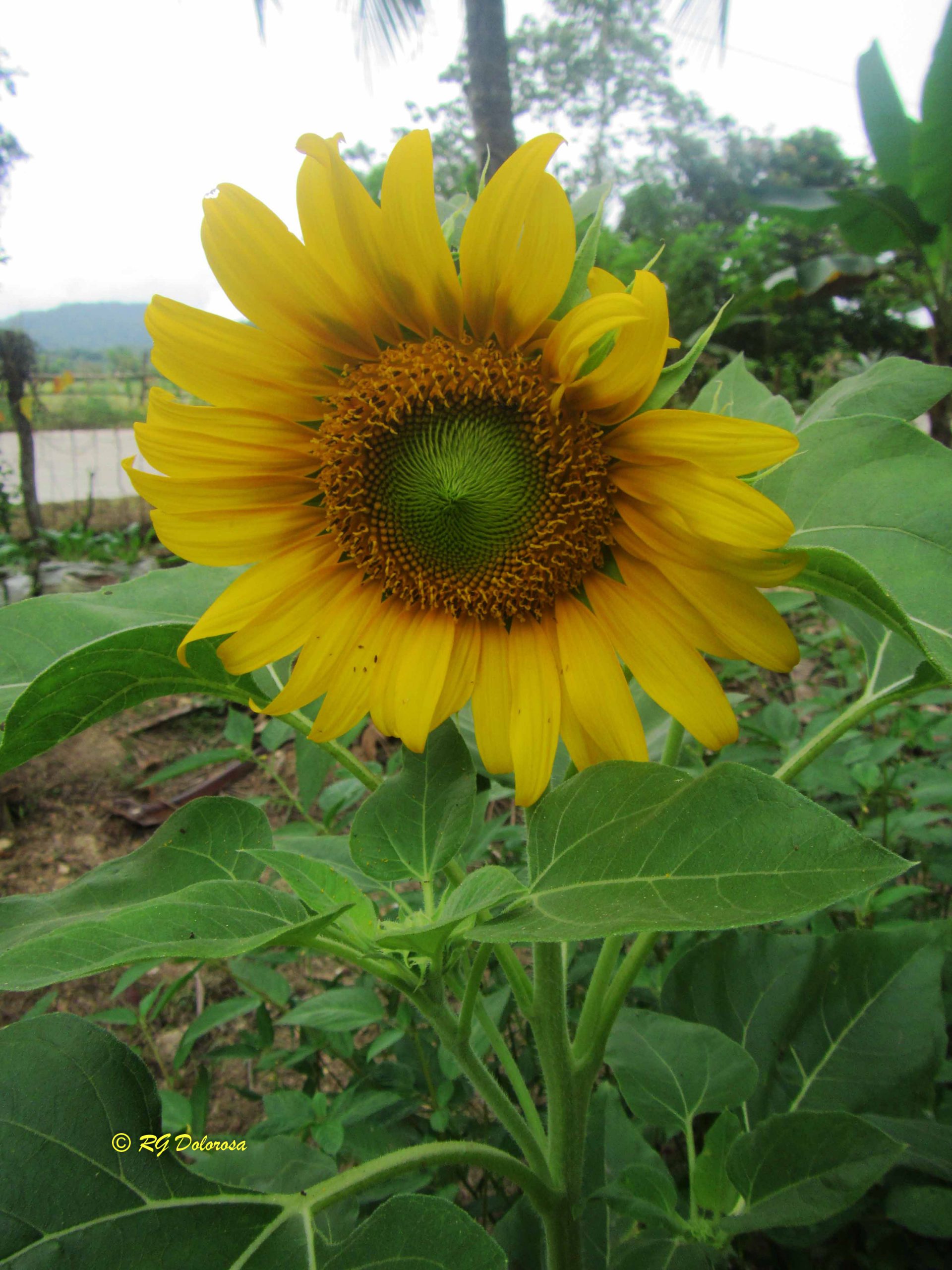 Helianthus annus