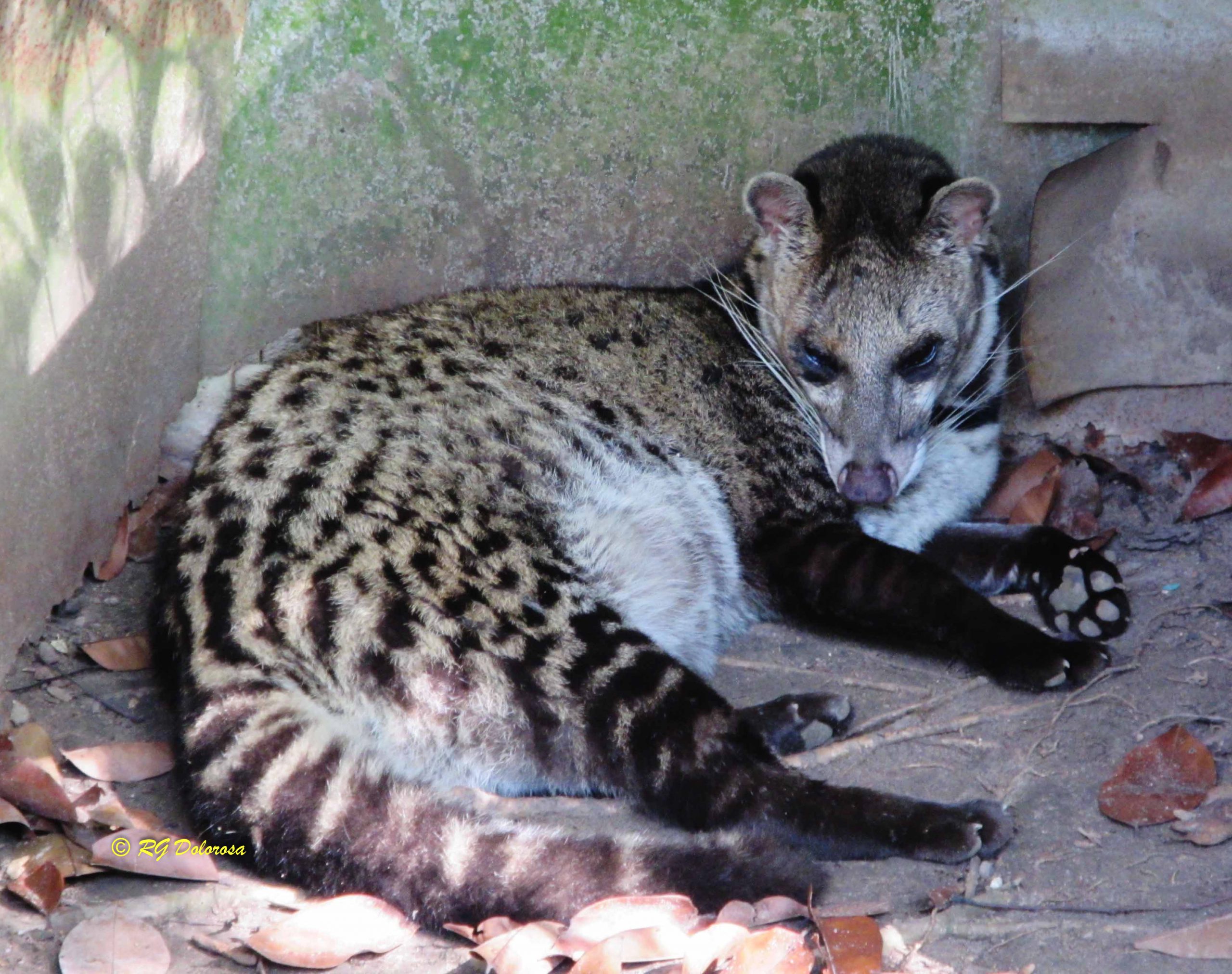 Viverra tangalunga