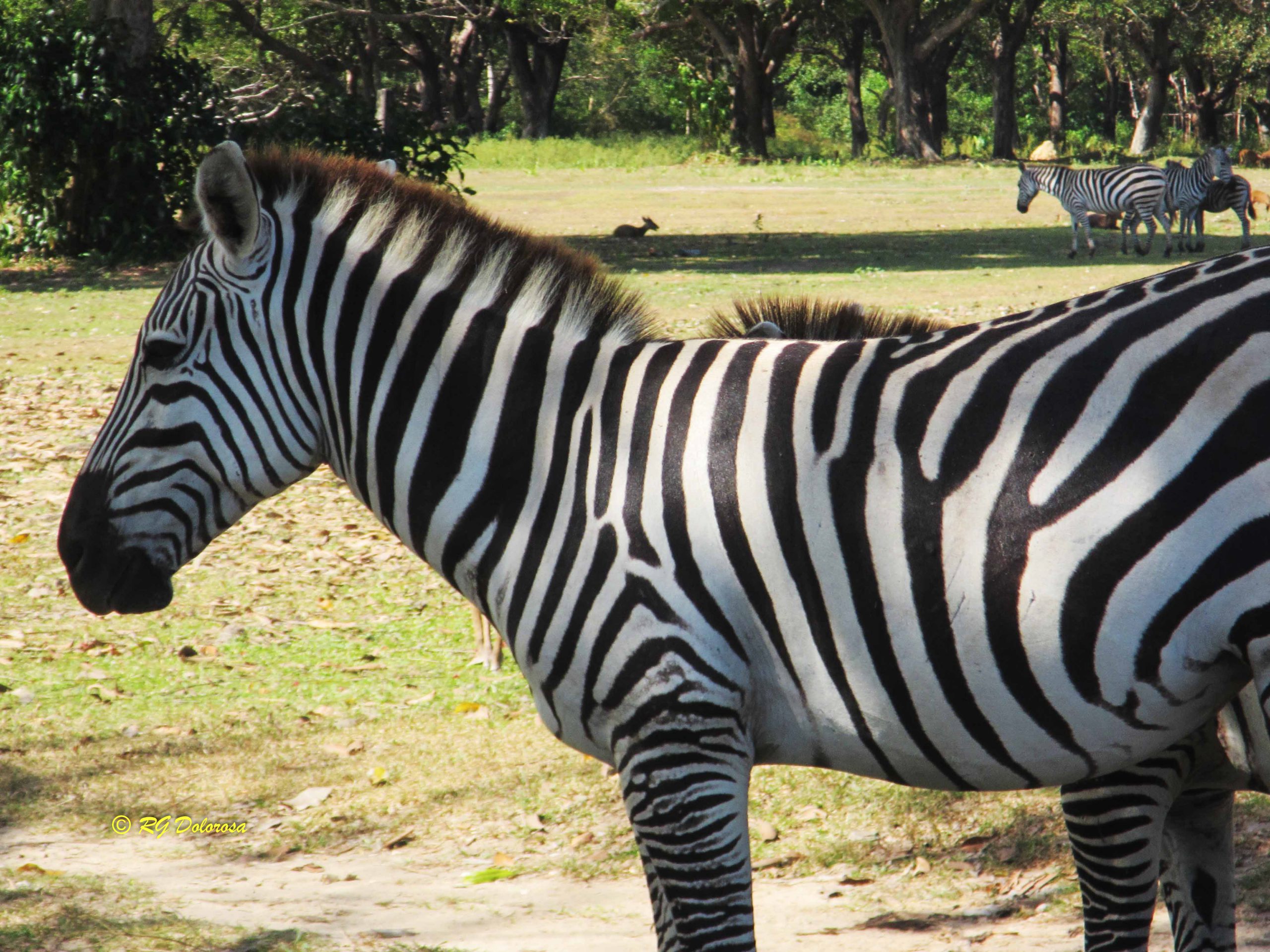 Equus quagga