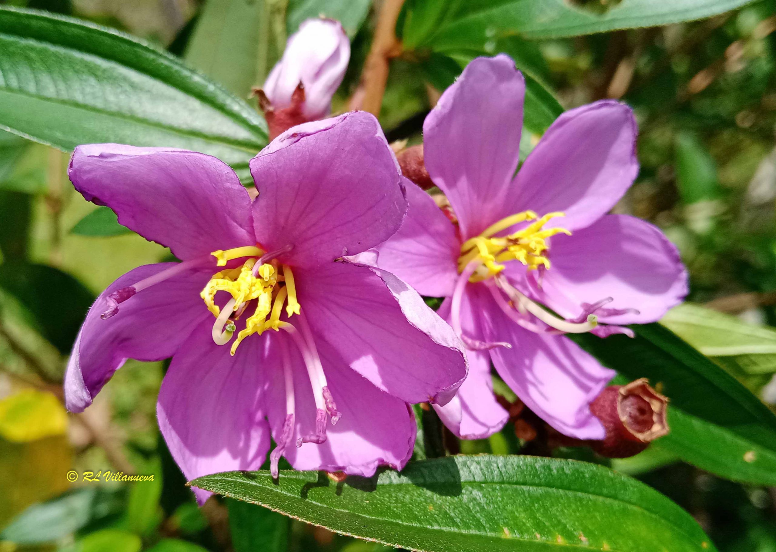 Melastoma malabathricum