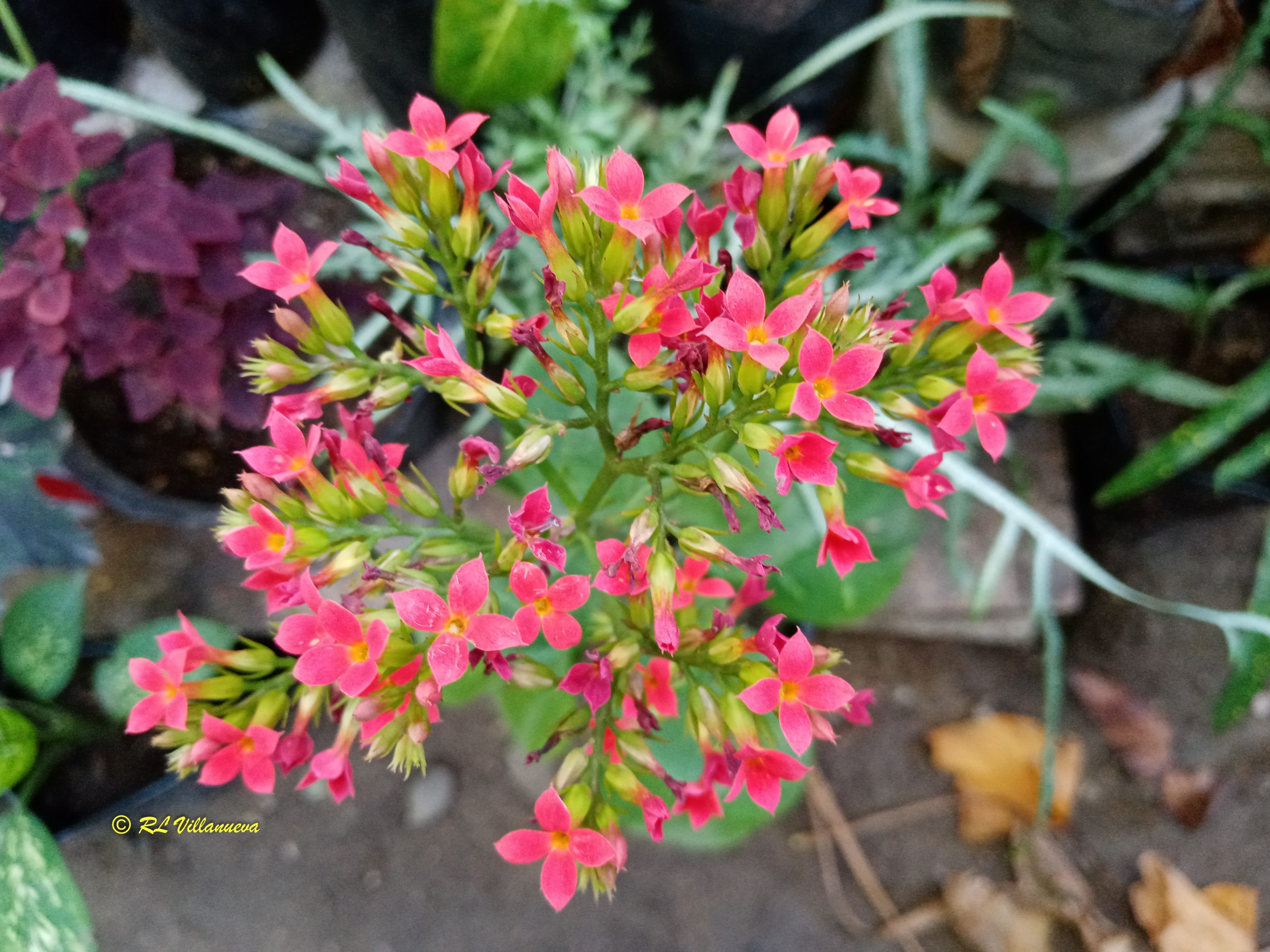 Kalanchoe pinnata