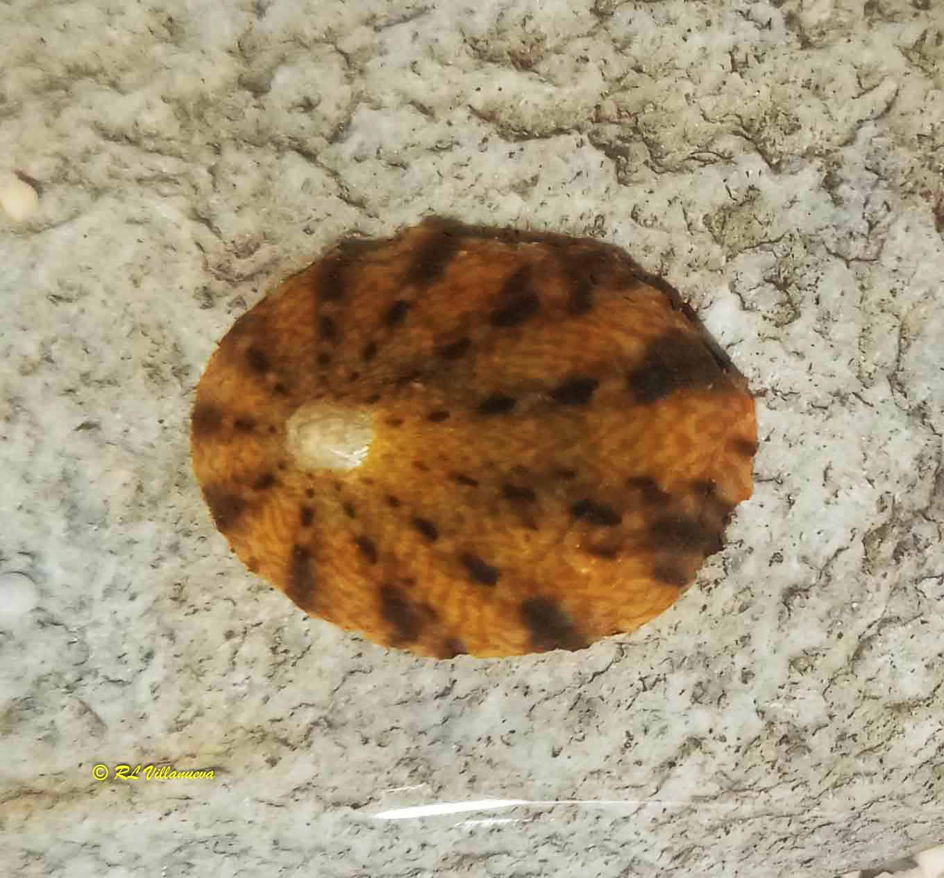 Cellana testudinaria