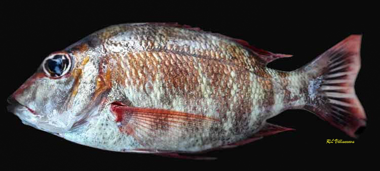 Lethrinus erythropterus