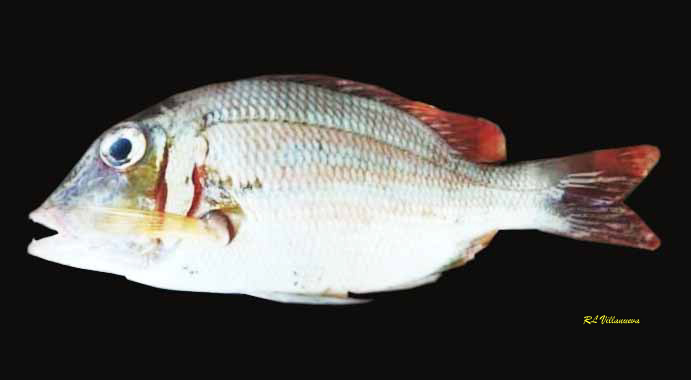 Lethrinus ornatus