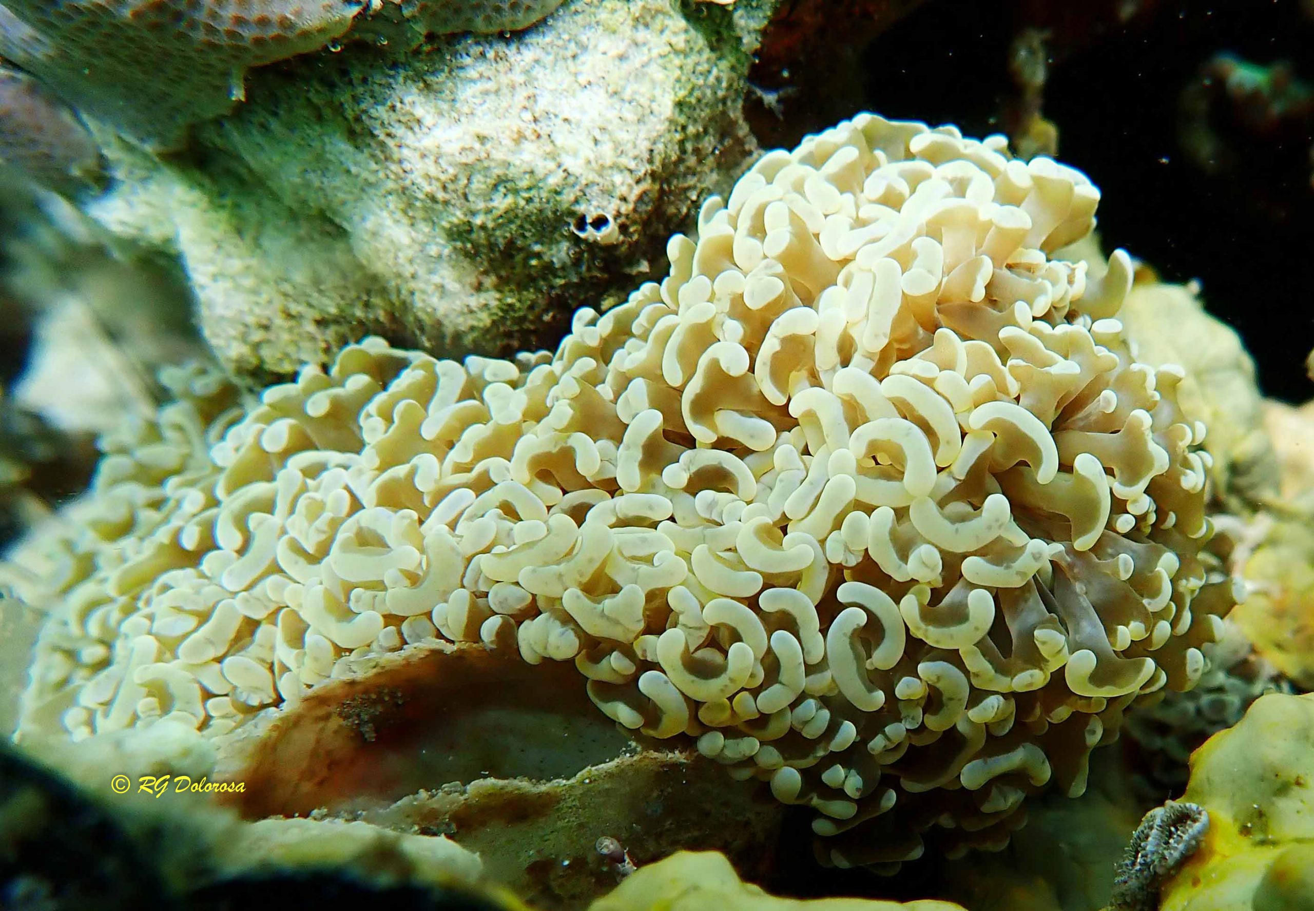 Euphyllia ancora