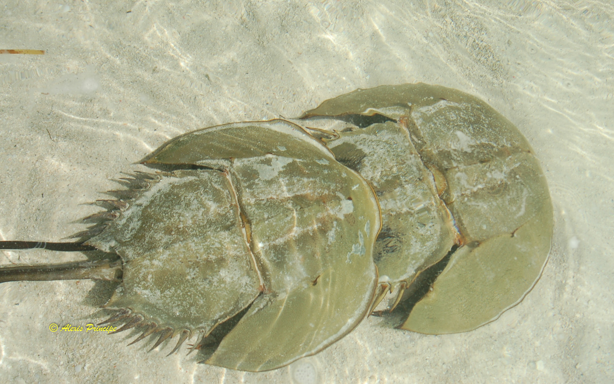 Limulus polyphemus